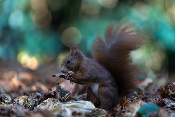 Scoiattolo rosso eurasiatico nel bosco (Sciurus vulgaris)