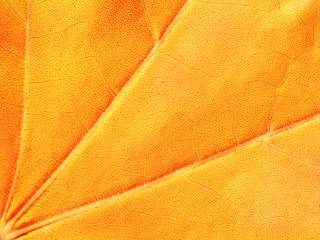 Yellow and orange background, maple leaf, macro, close-up