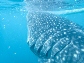 Whaleshark feeding off the coast in Oslob, Cebu, Philippines