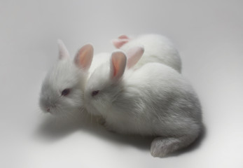 Little rabbits