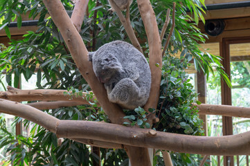 Koala endormi