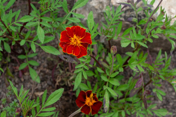 Petite fleur rouge et jaune