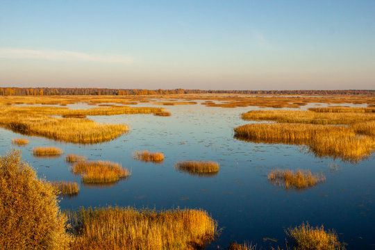 Yellow autumn swamp