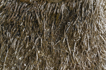 Tree root texture