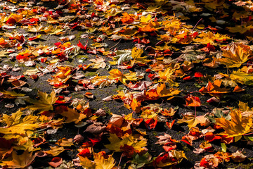 Autumn leaves on the ground. Fall background concept. Maple, red, yellow foliage, September, October, November.