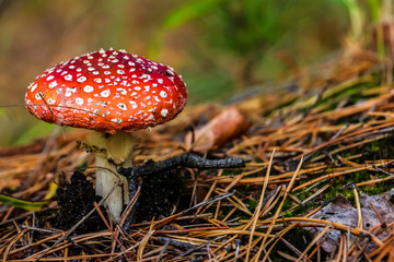 Fly agaric (Amanita Muscaria) mushroom in the forest. Red cap mushroom close up.