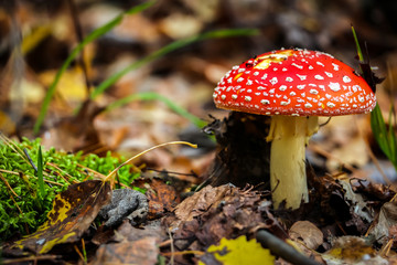 Fly agaric (Amanita Muscaria) mushroom in the forest. Red cap mushroom close up.