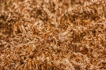 Closeup view of dry fern leaves in autumn.