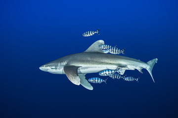 Oceanic whitetip shark with pilot fish, Red Sea, Egypt