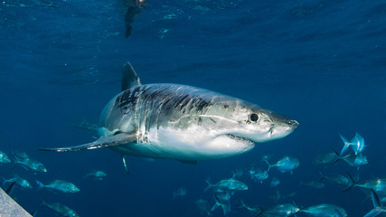 Fototapeta premium Cage diving with the Great White Shark, Western Australia