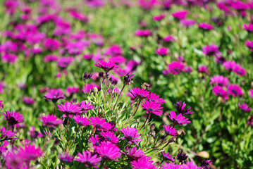 Obraz premium MARGARITAS FUCSIAS