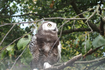 Bird owl in the forest sits on a branch and looks into the distance