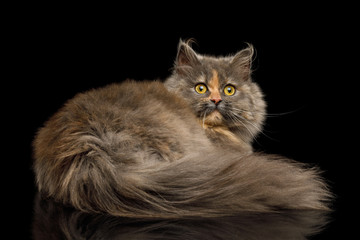 Short Munchkin Cat tortoise fur Lying and Looking back on Isolated Black background