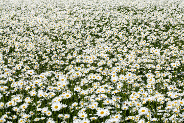 Daisy (Leucanthemum vulgare) field