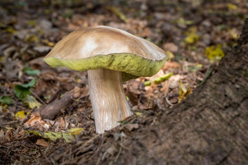 Amazing edible mushroom boletus edulis in autumn forest