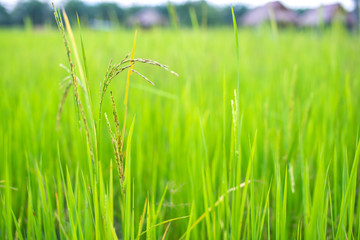 Close up of green paddy rice plant.