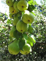 Many pears on one branch. Mature and delicious fruits hang a whole bouquet on the tree. A good harvest of fruits that you want to try.