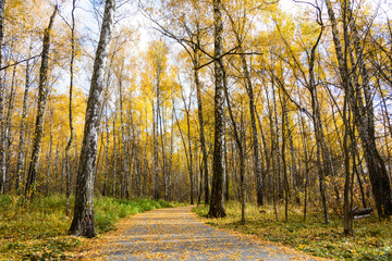 Obraz premium paved path in the Park in yellow fallen leaves. blue sky and sunlight. autumn birches and aspens
