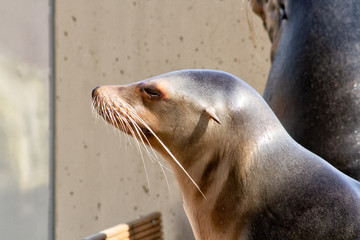 Obraz premium sea lion on rock