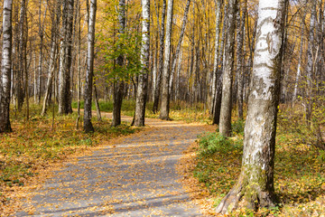 Fototapeta premium paved path in the Park in yellow fallen leaves. blue sky and sunlight. autumn birches. the shadows on the ground