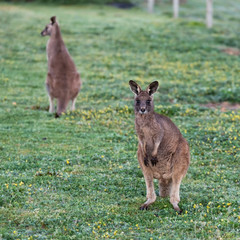 kangaroo in the grass