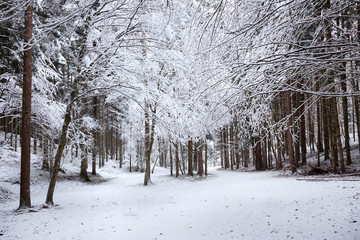 Beautiful winter season snowy forest landscape.