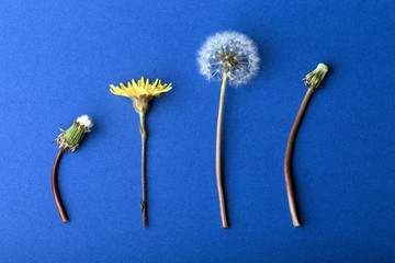 Fototapeta premium dandelions on blue background, concept of growing up or aging