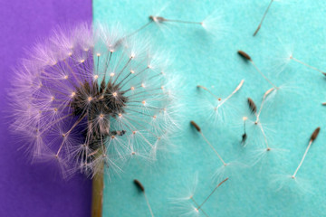 dandelion near to seeds on a purple-azure background, closeup image