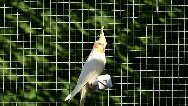 Cockatiel in birdcage