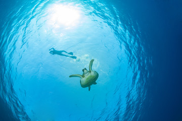 Green sea turtle with a snorkeller