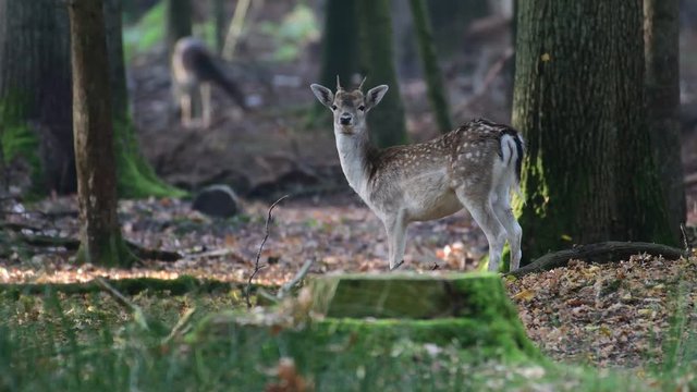 Young fallow buck standing in the forest and look, mating time, autumn, (dama dama), germany 