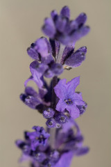 Lavendel - Makroaufnahme