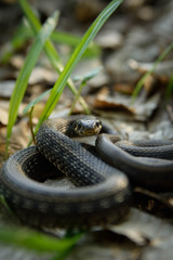 Natrix, Snake, Colubridae in the forest, close up.