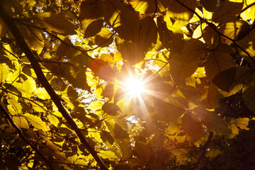 Magical sun rays through gold colored autumn season leaves.