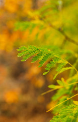 Autumn Leaves Decorate a Beautiful Nature Bokeh Background in the Forest. Abstract Seasonal Background