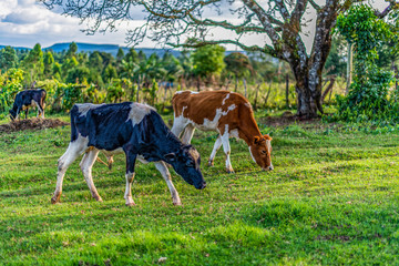 Dairy cows are grazing on lush green grass grass on a small holding in Lessos, Nandi Hills, Kenya. The red and white Ayrshire, and the black and white Holstein Friesian cow produce high quality and qu