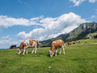 Fototapeta na wymiar Milchkühe in den Alpen