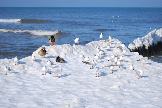 Fototapeta ptaki nad Bałtykiem