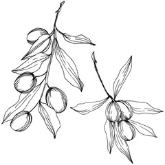 Olive tree in a vector style isolated. Black and white engraved ink art. Full name of the plant: Branches of an olive tree. Vector olive tree for background, texture, wrapper pattern, frame or border.