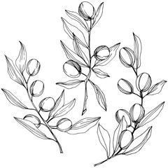 Olive tree in a vector style isolated. Black and white engraved ink art. Full name of the plant: Branches of an olive tree. Vector olive tree for background, texture, wrapper pattern, frame or border.