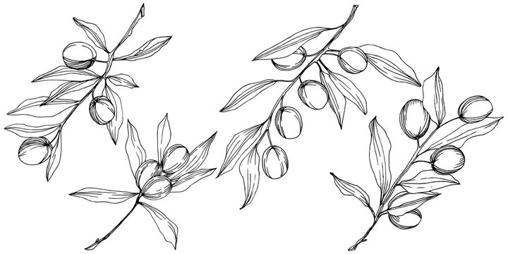 Olive tree in a vector style isolated. Black and white engraved ink art. Full name of the plant: Branches of an olive tree. Vector olive tree for background, texture, wrapper pattern, frame or border.