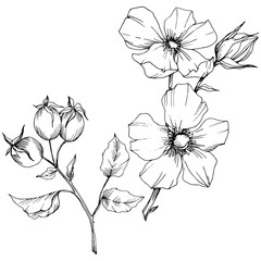 Wildflower rosa canina in a vector style isolated. Black and white engraved ink art. Vector flower for background, texture, wrapper pattern, frame or border.