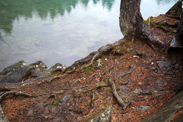 Fototapeta na wymiar racines d’arbres au bord de l'eau