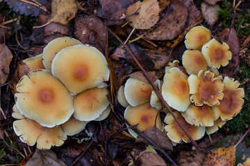 Setas de la selva negra