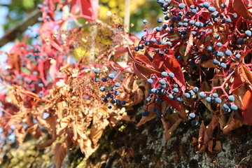 Obraz premium Beautiful autumn leaves of wild winery on the wall of the house