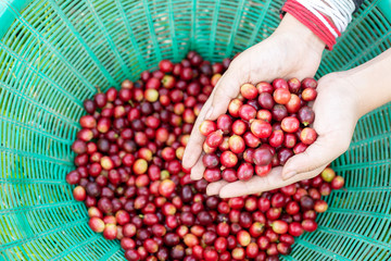red cherry coffee bean in hands