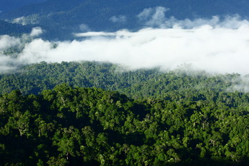 Forested and mountain in morning mist.Fog cover the jungle hill in Thailand