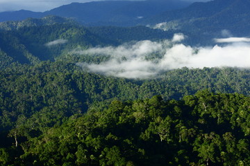 Forested and mountain in morning mist.Fog cover the jungle hill in Thailand