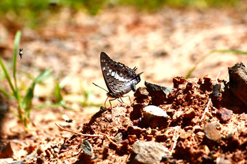 Butterfly crown eating salt earth on the ground of forest in Thailand.