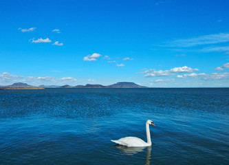 Swan